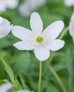 Anemone nemorosa.jpg